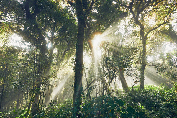 Ecosia: Eine Suchmaschine, die Bäume pflanzt