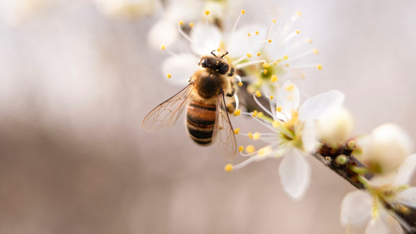 Bienenwachs - Worauf du beim Kauf achten solltest