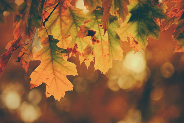 Der Herbst ist da! Unsere Highlights für die goldene Jahreszeit!